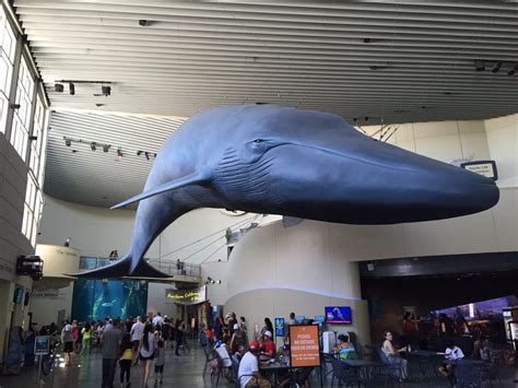 Insider’s Guide to the Aquarium of the Pacific .